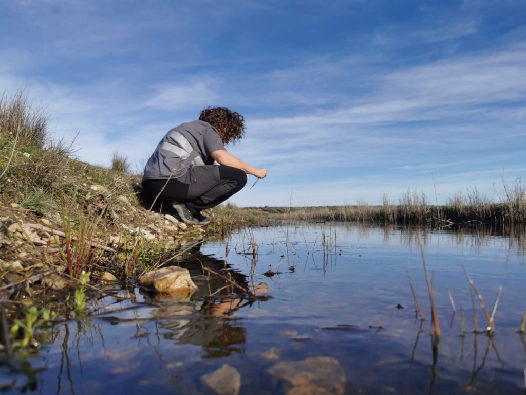 Índice calidad aguas Arcellinida