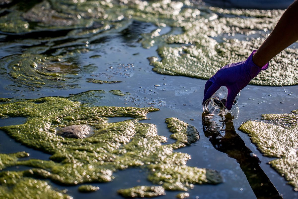 muestreo activo y pasivo
