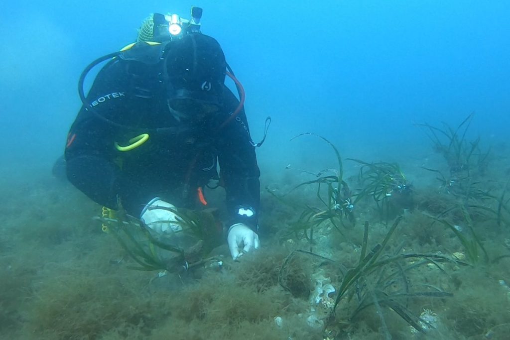 bosques marinos posidonia