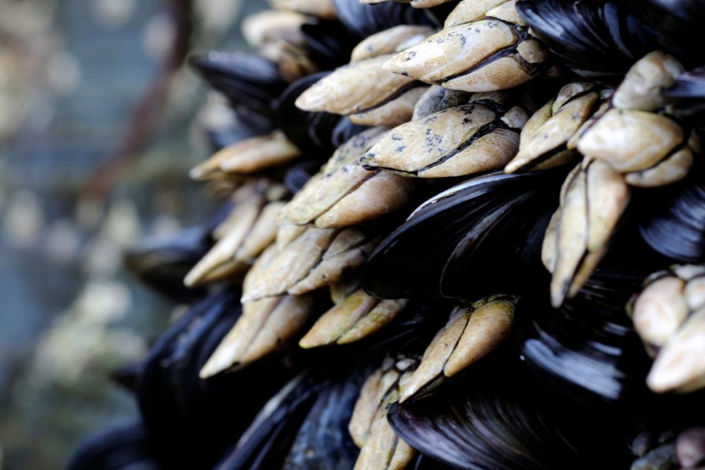 Bioindicadores marinos