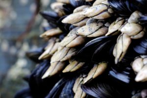 Bioindicadores marinos