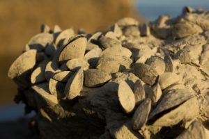 especies exóticas invasoras