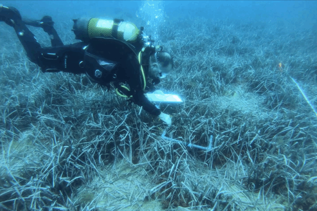 buceo científico islas baleares