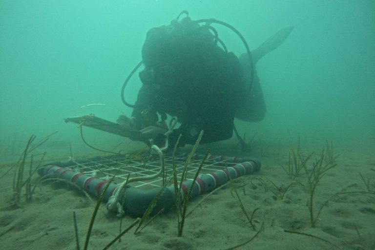 fanerógamas marinas
