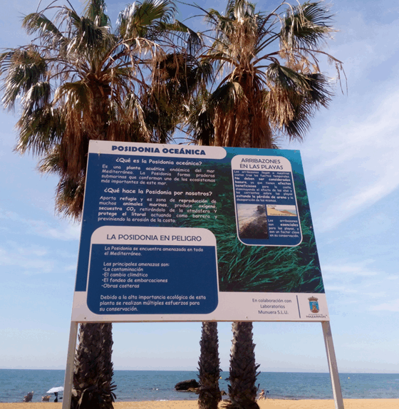 sensibilización posidonia playas