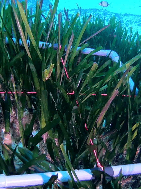posidonia oceanica