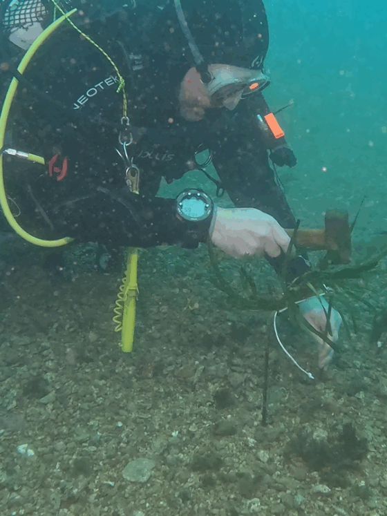 restauración activa posidonia